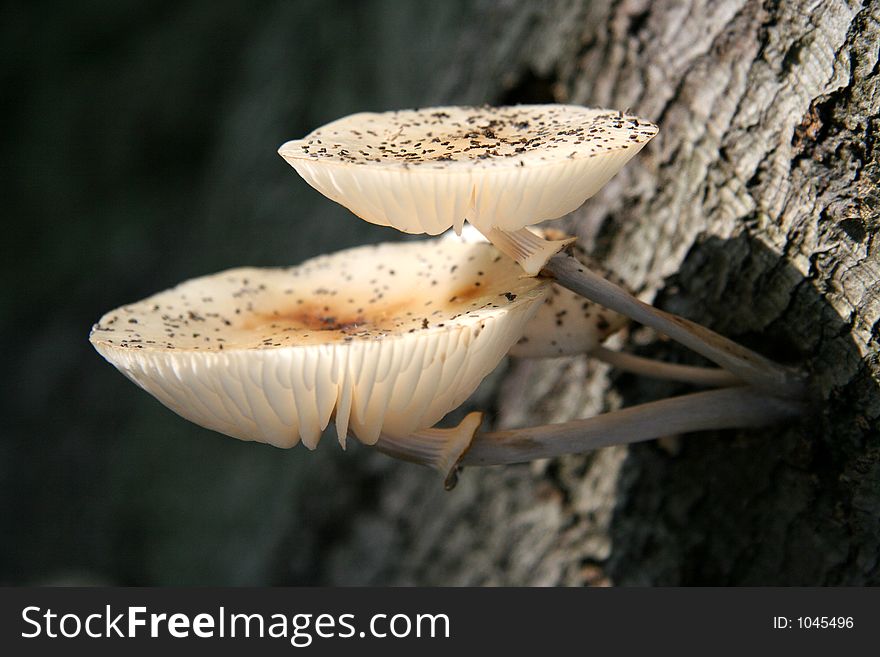 Fungus On A Tree