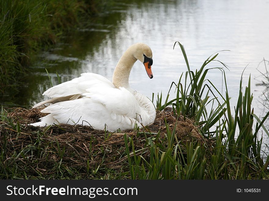 Swan on a nest