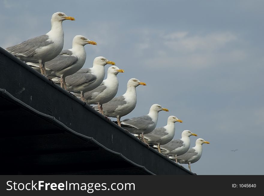 Gulls in line with shallow DOF