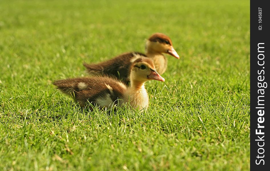 Twin duck walking in green grass. Twin duck walking in green grass