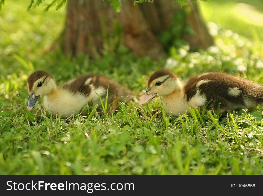 Twin baby duck resting under a tree. Twin baby duck resting under a tree