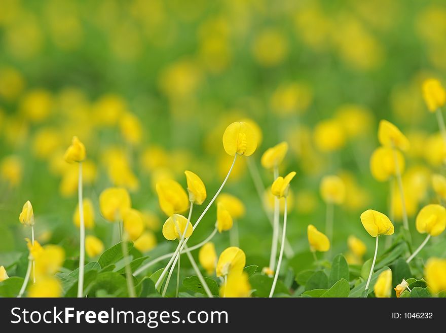 Field of Yellow Flowers