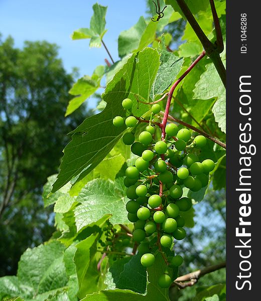 Grapes in home garden in Latvia (Baltic sea, North)