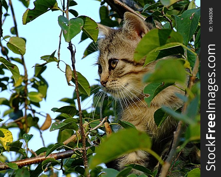 Tiger Kitten In Tree
