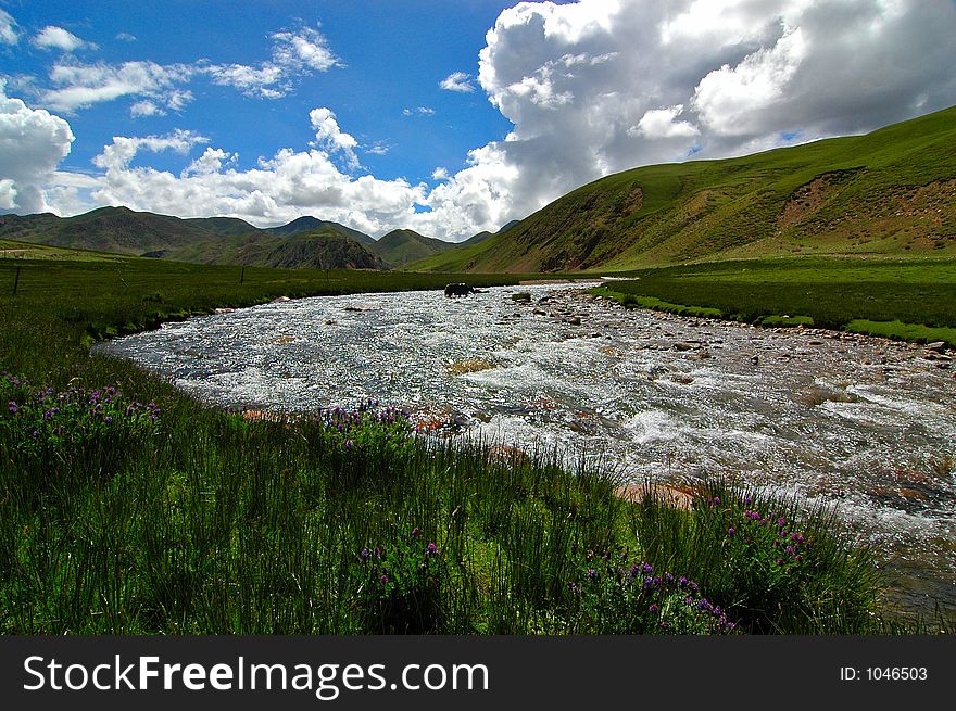 Wild pastures of Tibet. Wild pastures of Tibet