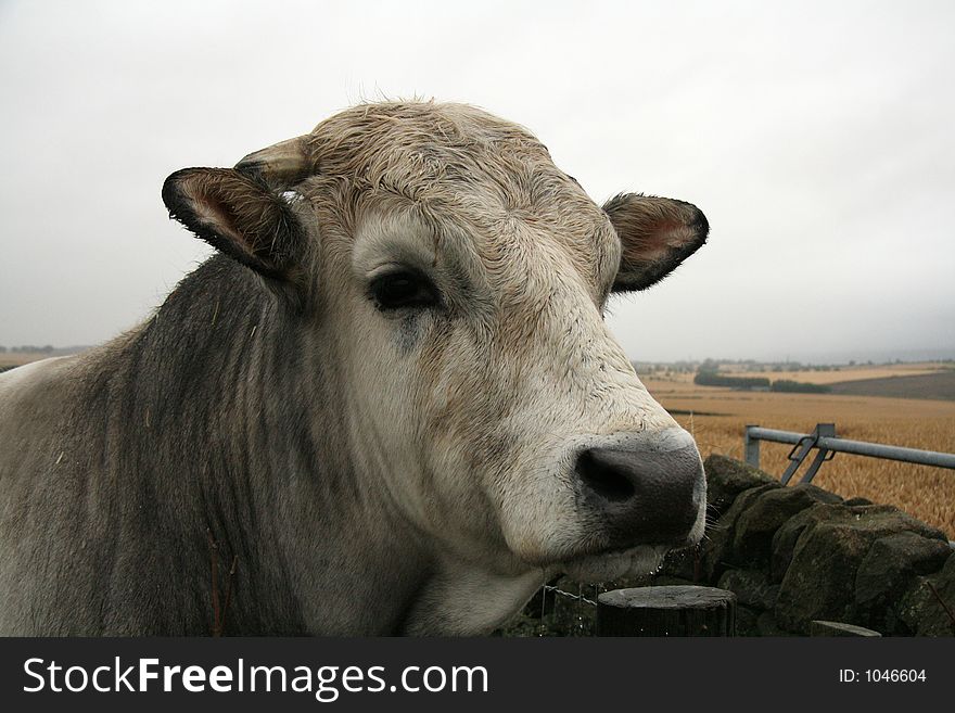 One of of the wettest days ever this wonderful looking bull still looked such a handsome beast. One of of the wettest days ever this wonderful looking bull still looked such a handsome beast