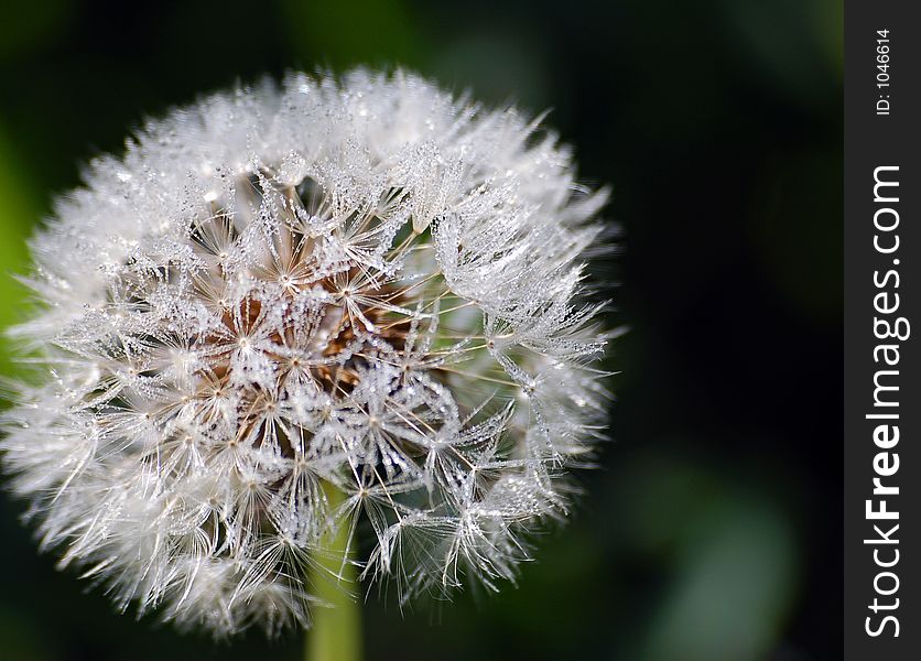 A macro of a Dandelion covered with dew