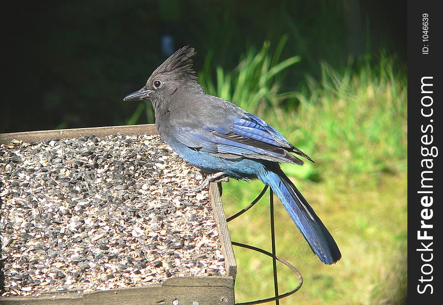 A Stellar's Jay on the bird feeder