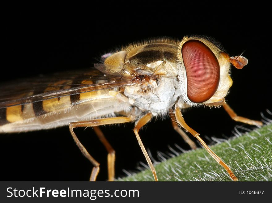 A close up photo of a Hover Fly