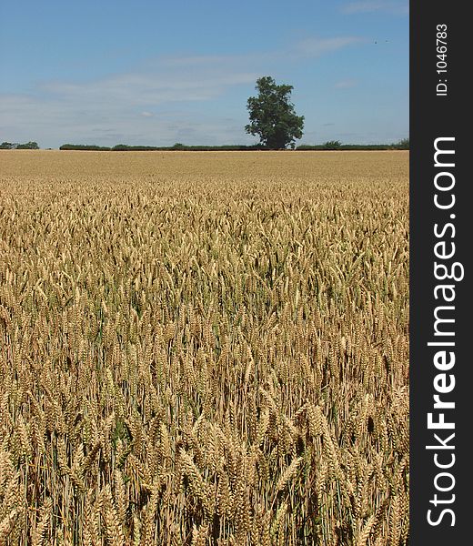 North Yorkshire wheat field
