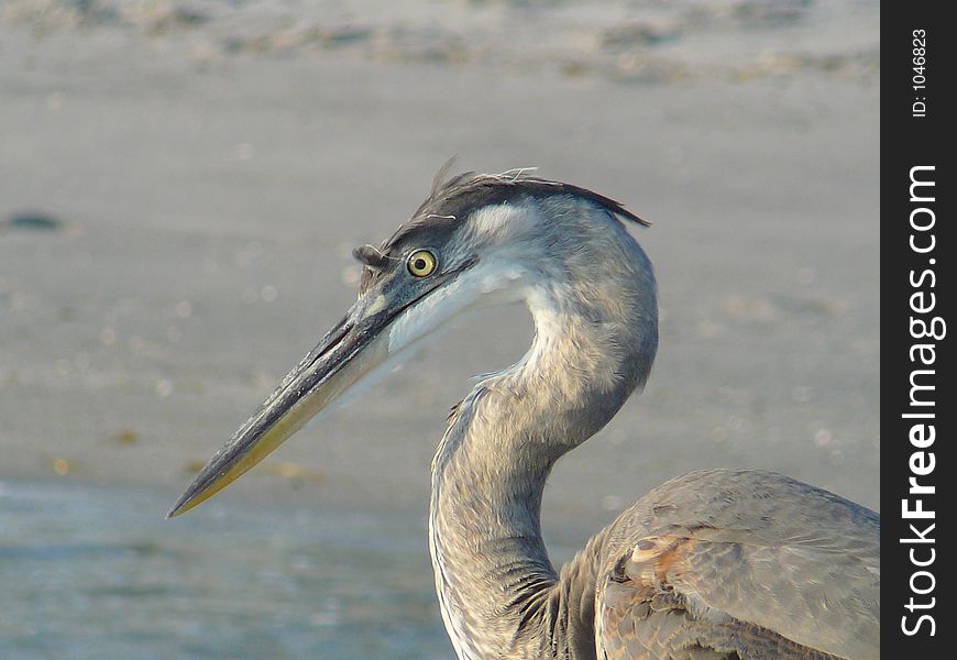 Heron hunting for fish. Heron hunting for fish