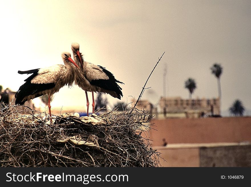 Storks in Marrakech. Storks in Marrakech