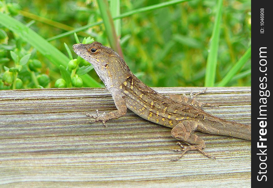 Speckled Lizard on wood fence