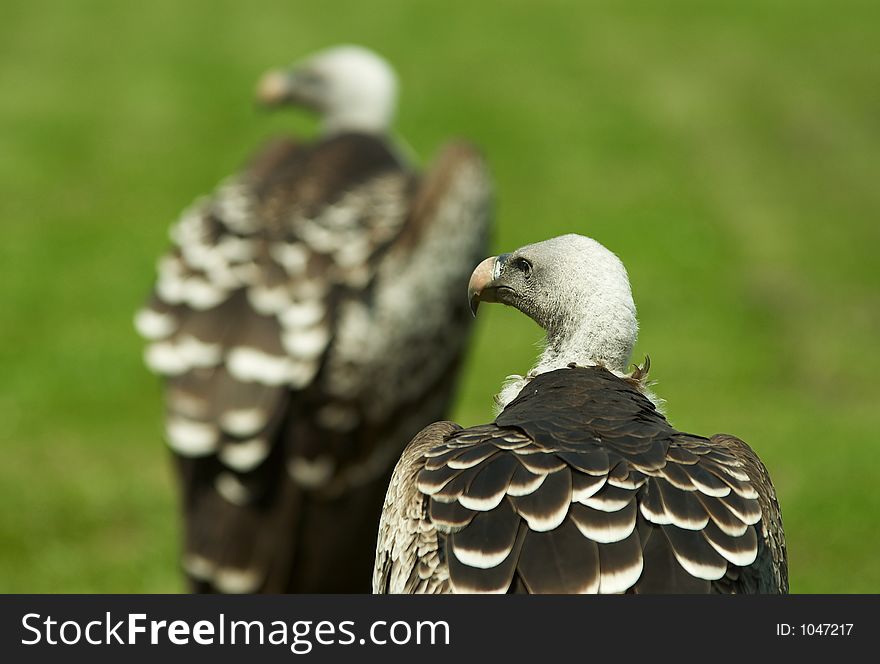 Two vulture looking