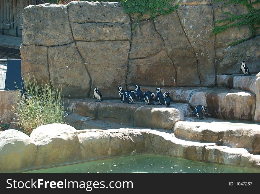 Penguins all bunched together