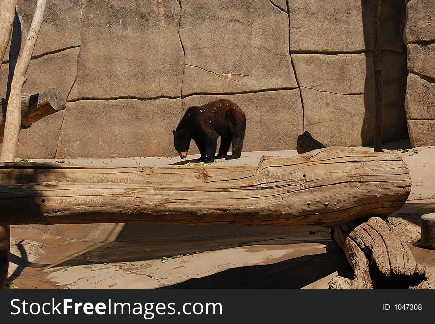 Black Bear at the zoo