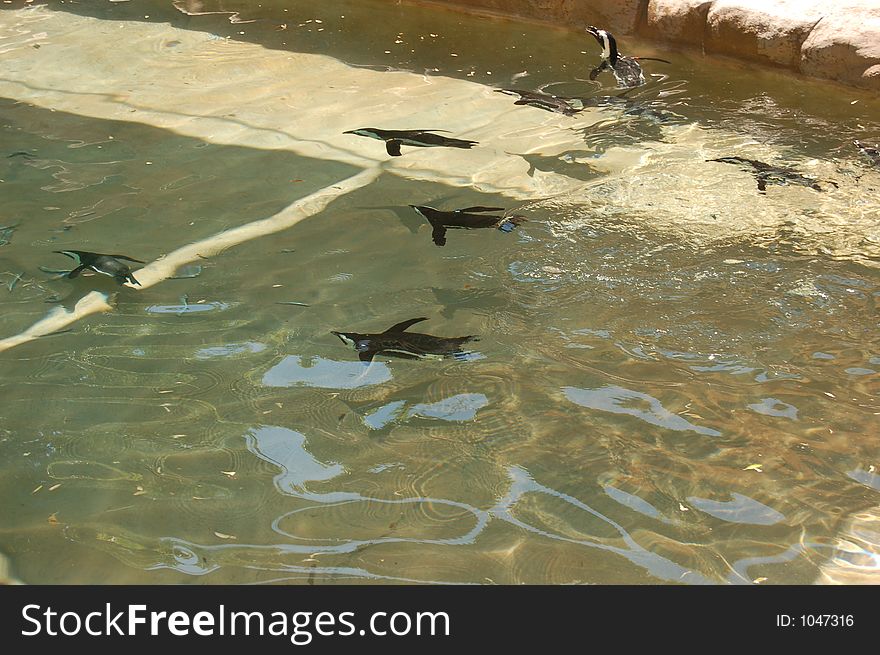 Penguins swimming in water. Penguins swimming in water