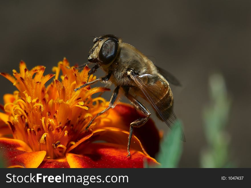 Honeybee on the flower