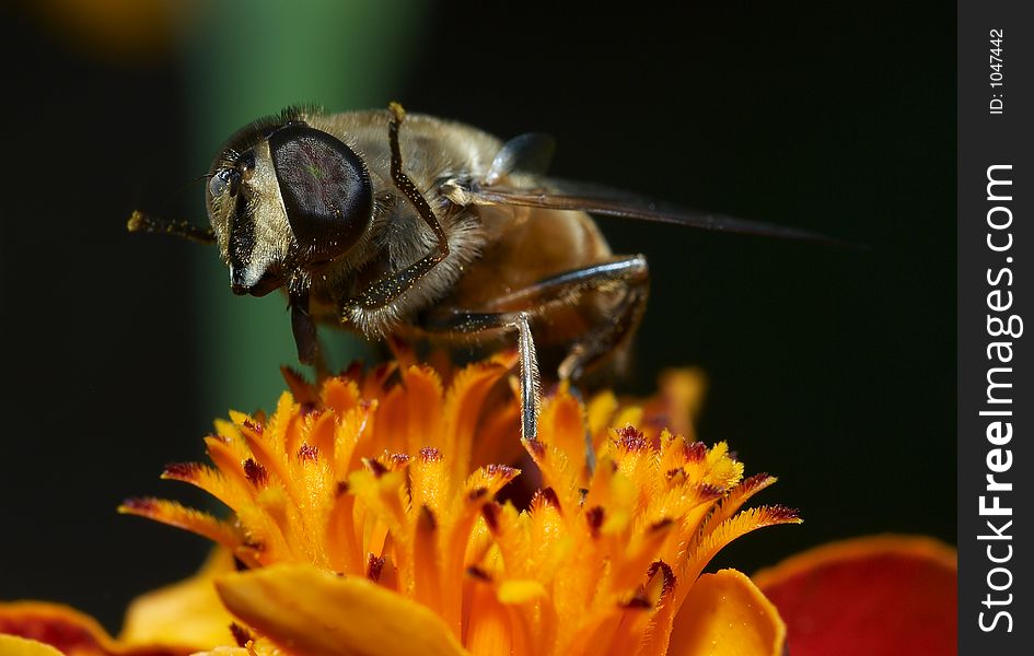 Honeybee on the flower