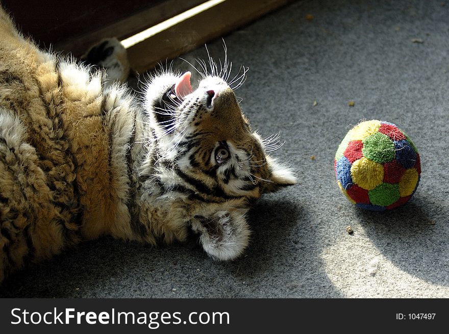 Puppy of siberian tiger playing with ball