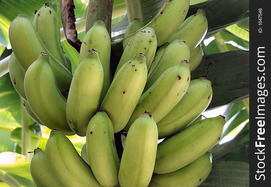 Bananas On The Stalk