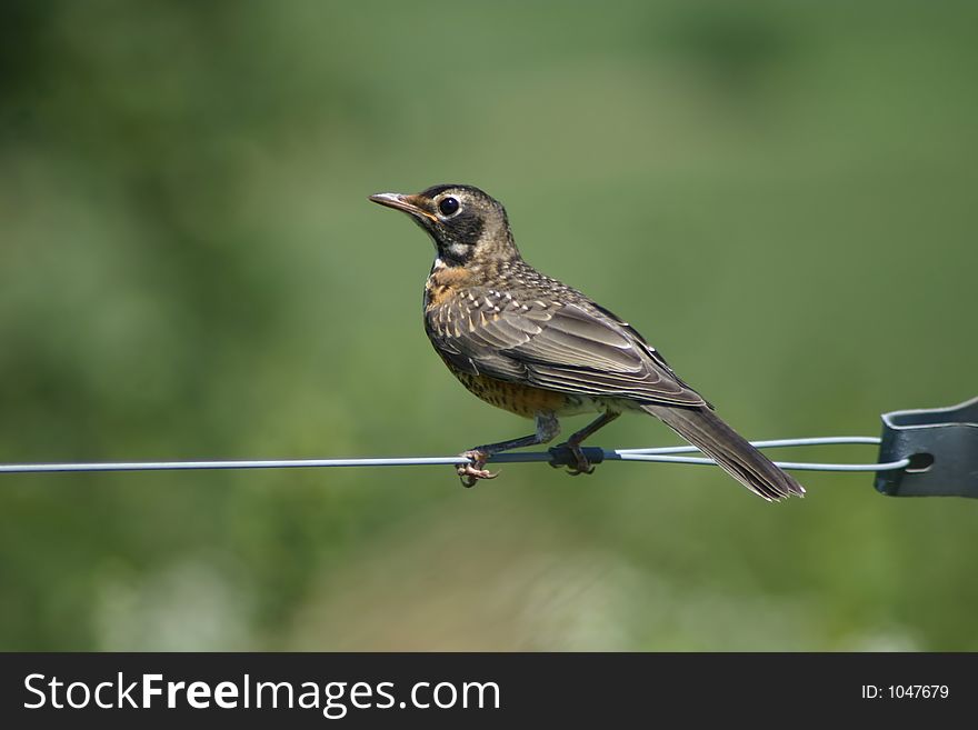 Young robin balancing on a wire. Young robin balancing on a wire