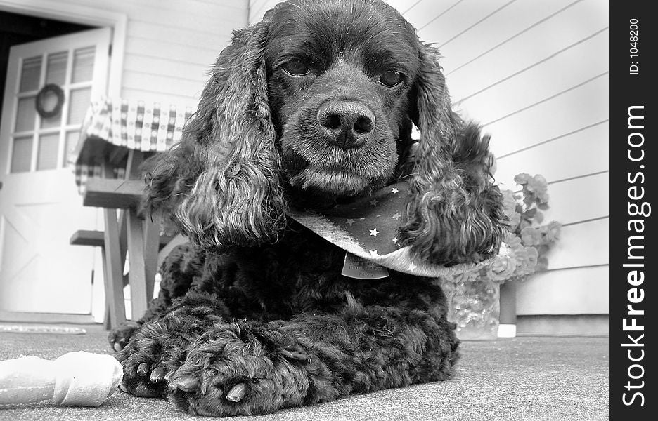 Black cocker spaniel with smirk on face and bandanna. Black cocker spaniel with smirk on face and bandanna