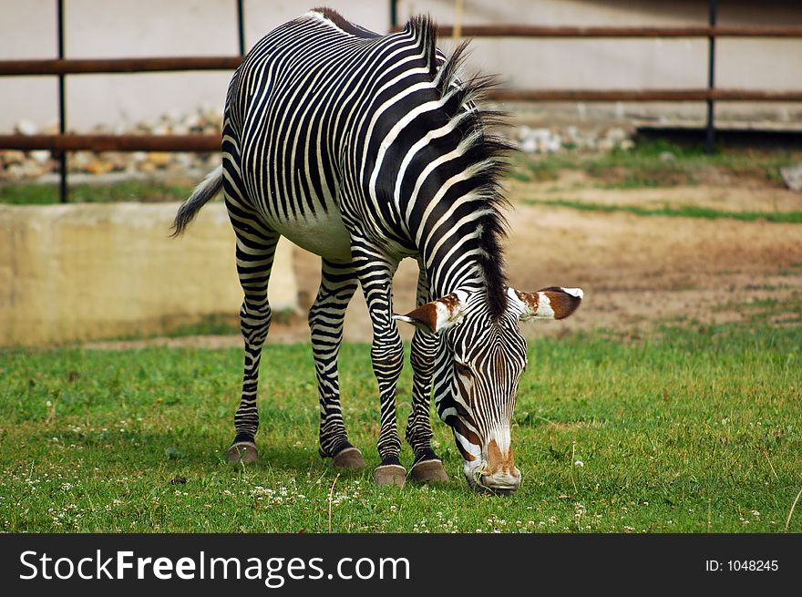 Zebra at the zoo