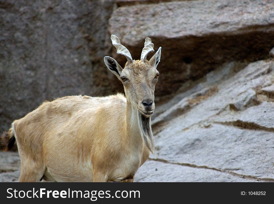 Mountain Goat at the zoo