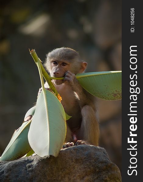 A young Hamadryas Baboon munching on some foliage.