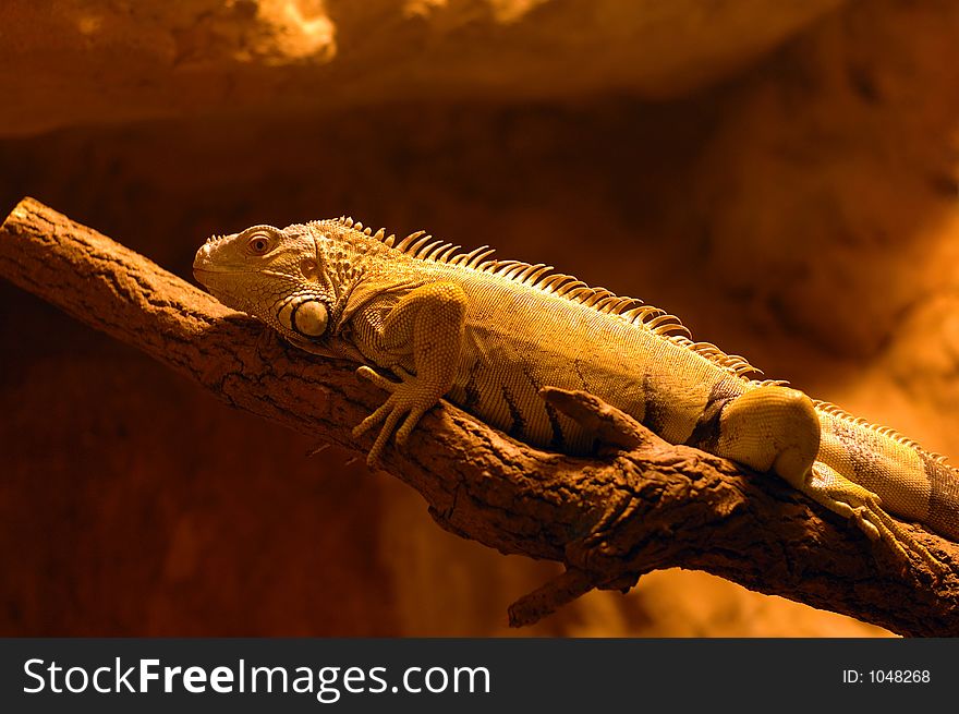 Iguana on the tree