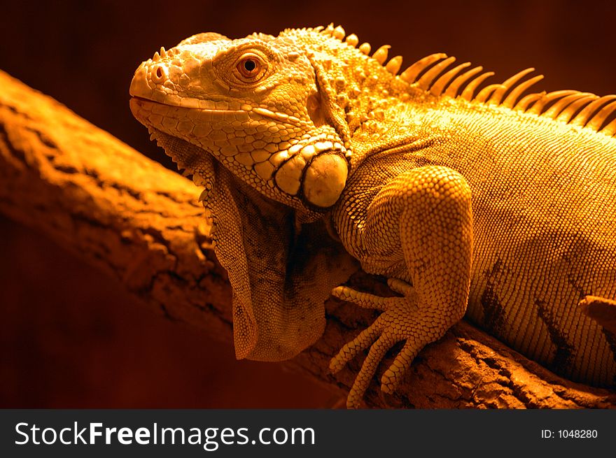 Iguana close-up