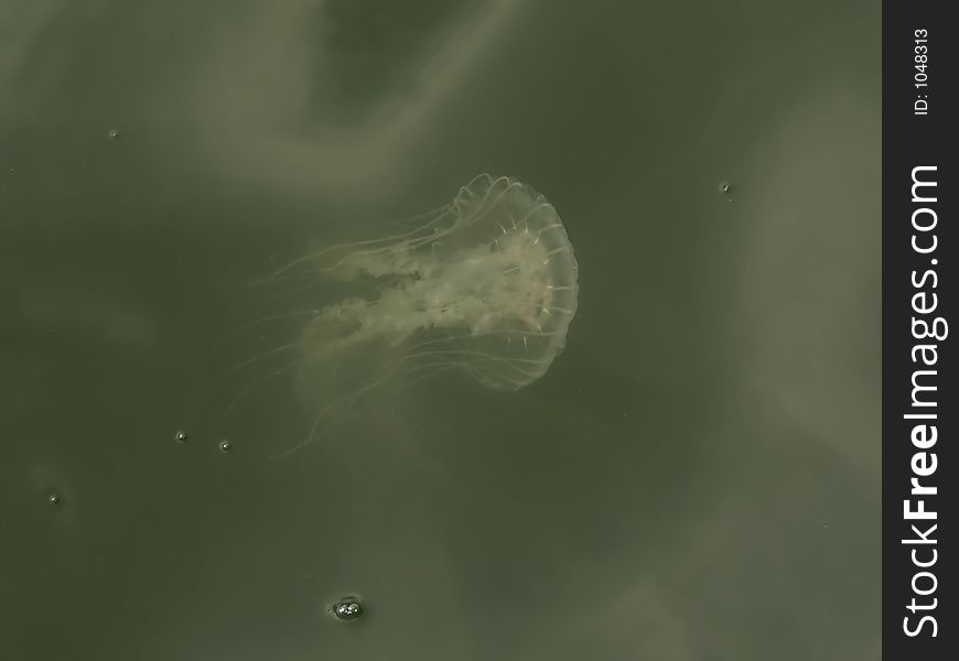 Jellyfish floating in the water at Breezy Point, Maryland. Jellyfish floating in the water at Breezy Point, Maryland