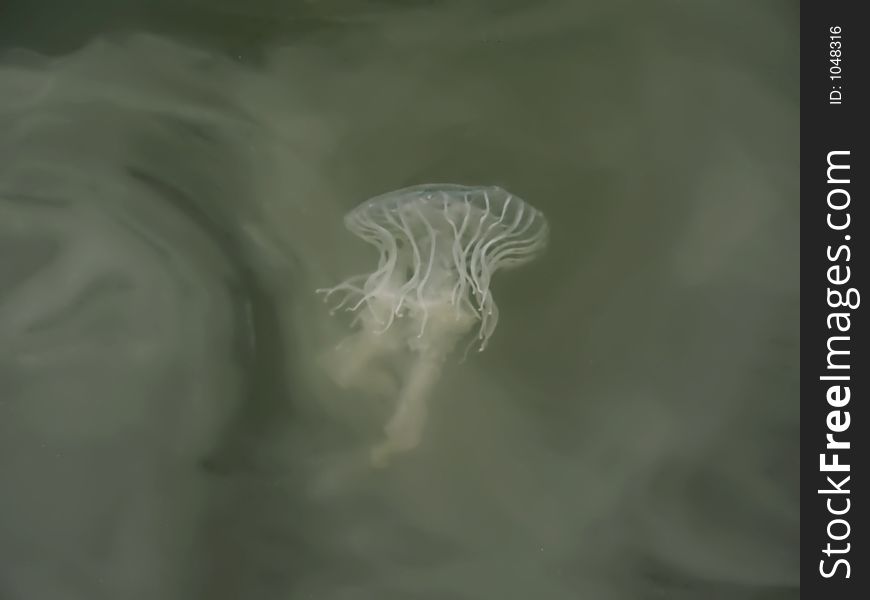 Abstract Background - Jellyfish