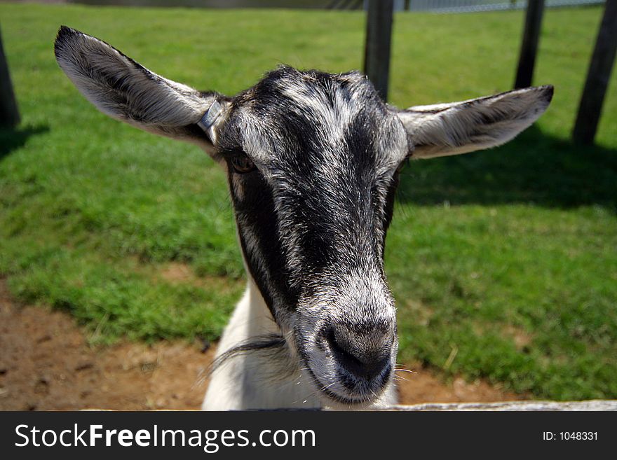 Portrait of a gray and white goat against green grass. Portrait of a gray and white goat against green grass.