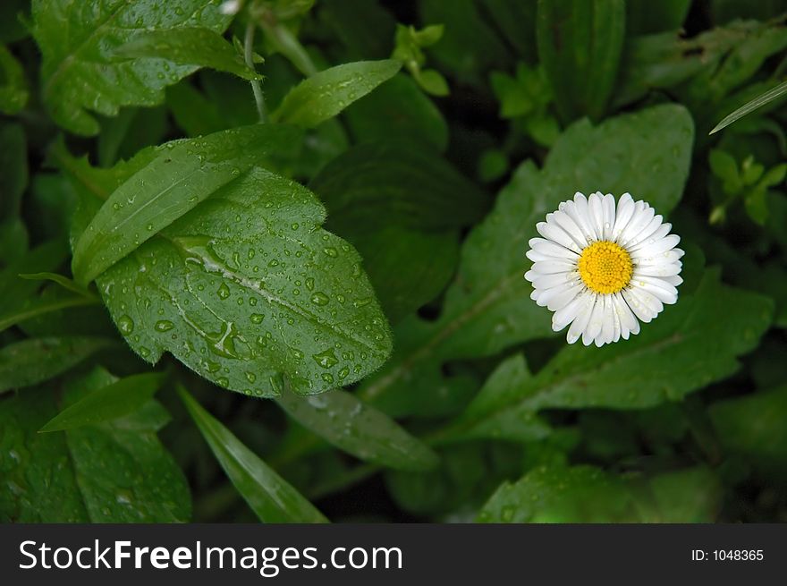 Daisy flower after the spring rain. Daisy flower after the spring rain