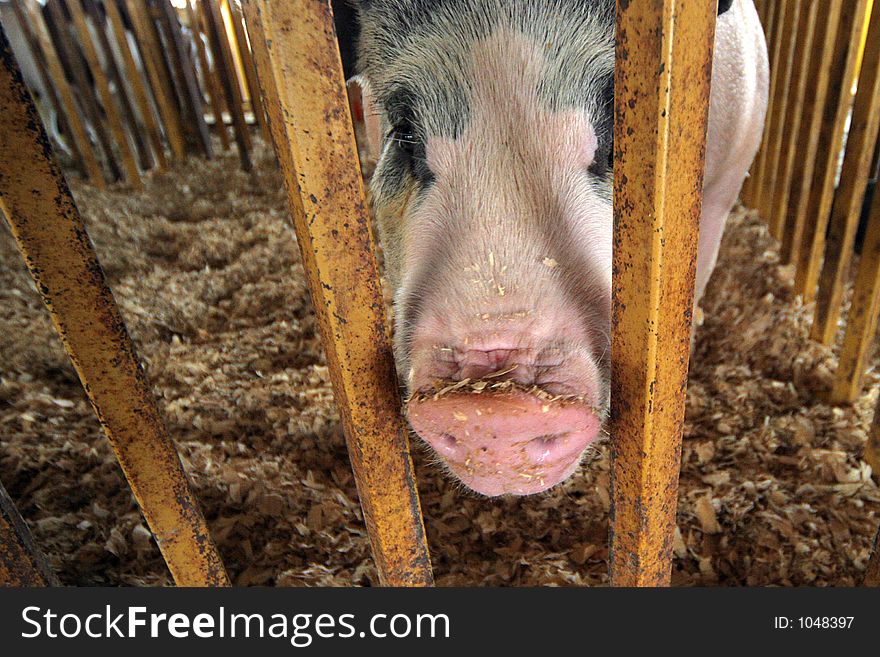 Close-up of black and white show hog poking nose between bars of pen. Close-up of black and white show hog poking nose between bars of pen.