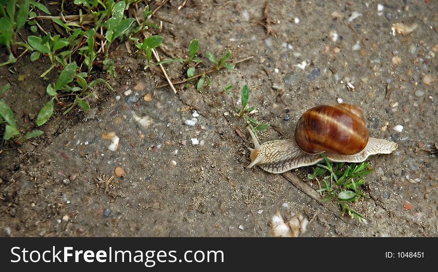 Snail going home from work. Snail going home from work