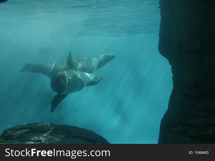 Two seals swimming together underwater.