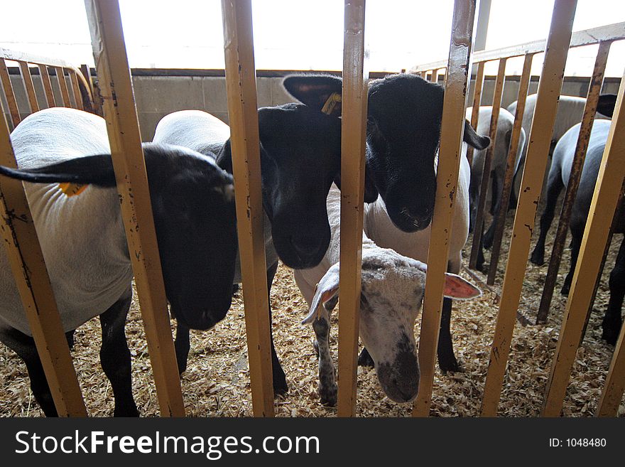 Black and white sheep peering from behind bars in a pen. Black and white sheep peering from behind bars in a pen.