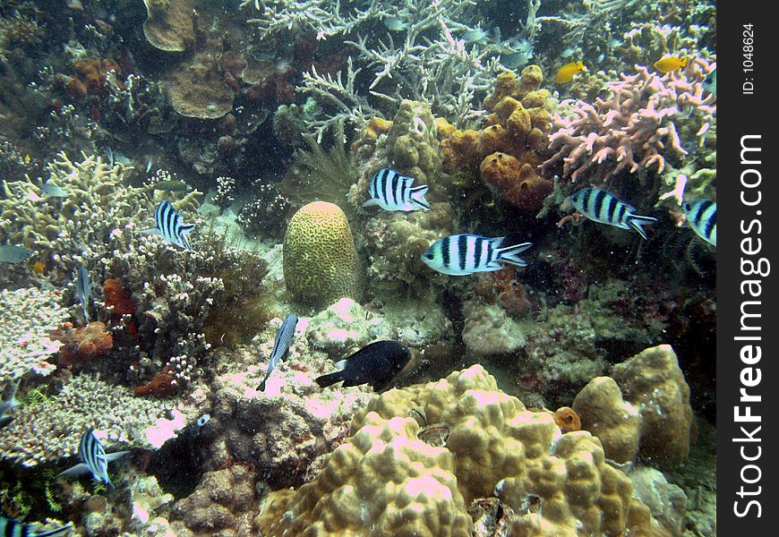 Stripped back and white fishes among corals. Stripped back and white fishes among corals