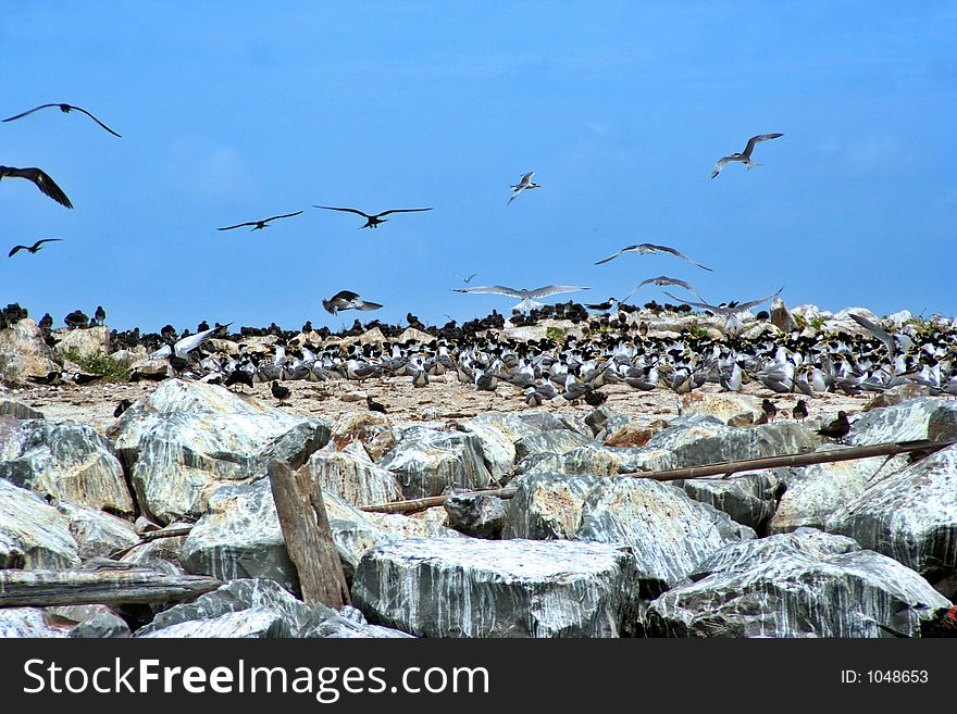 Island of migratory birds. Island of migratory birds