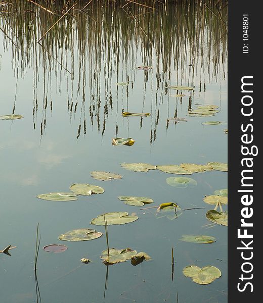 Reflection of cattails among lilypads in a pond. Reflection of cattails among lilypads in a pond