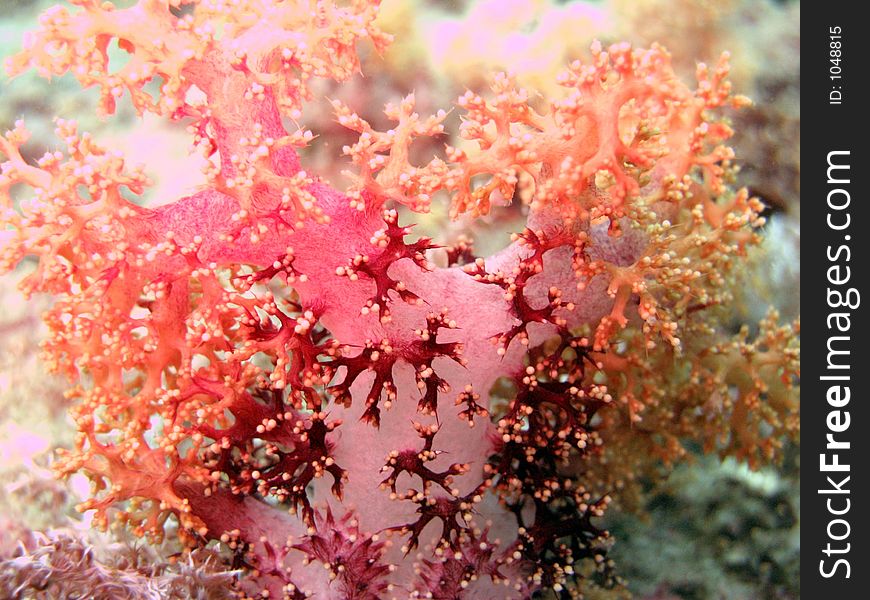 Fire soft corals of the sea. Fire soft corals of the sea
