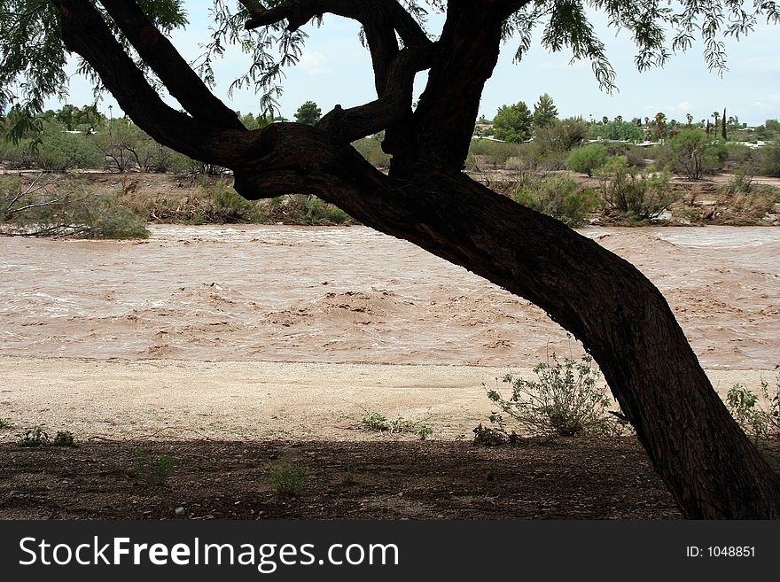 Tree in front of a flooded desert wash that is flowing. Tree in front of a flooded desert wash that is flowing.