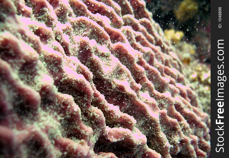Hard brain-like corals with silt. Hard brain-like corals with silt