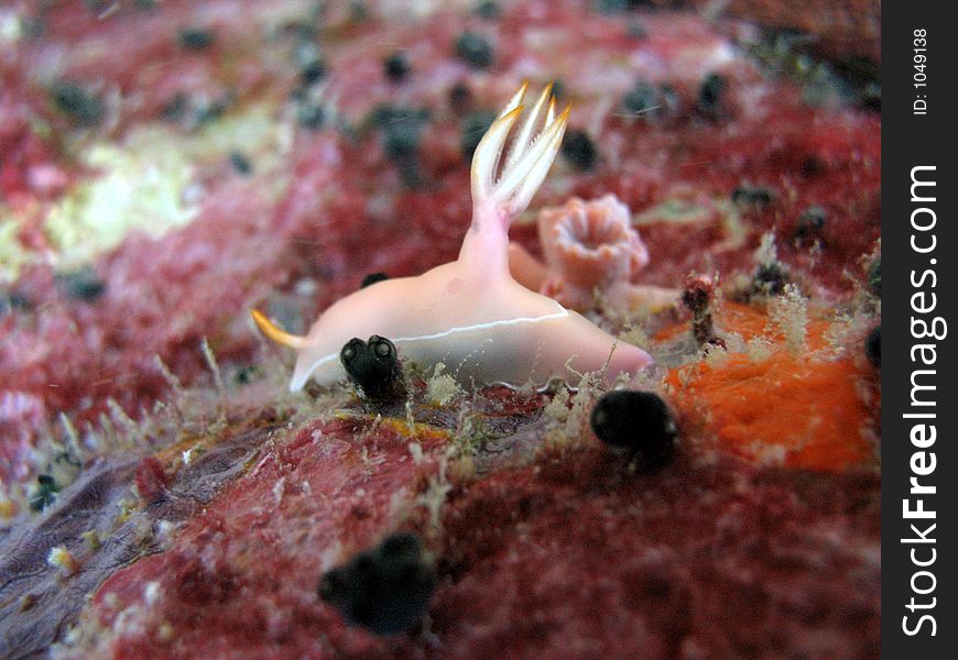 Pink and white nudibranch