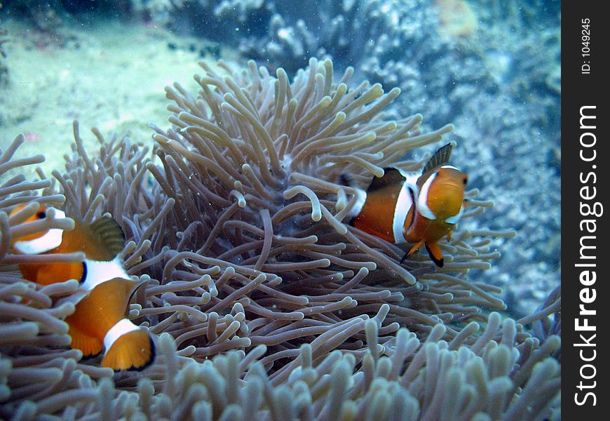 Sing a Song of clownfish