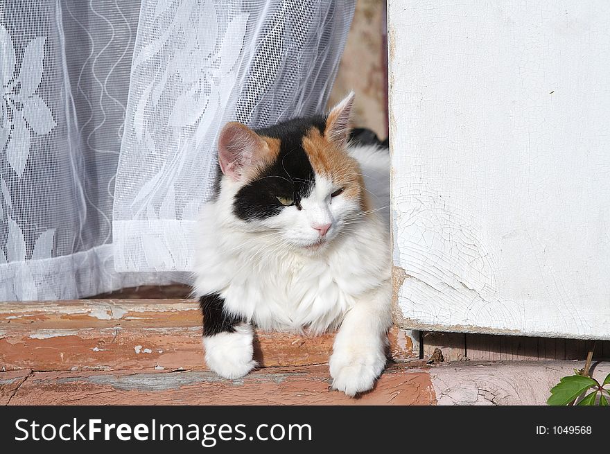 Cat lie on the porch. Cat lie on the porch