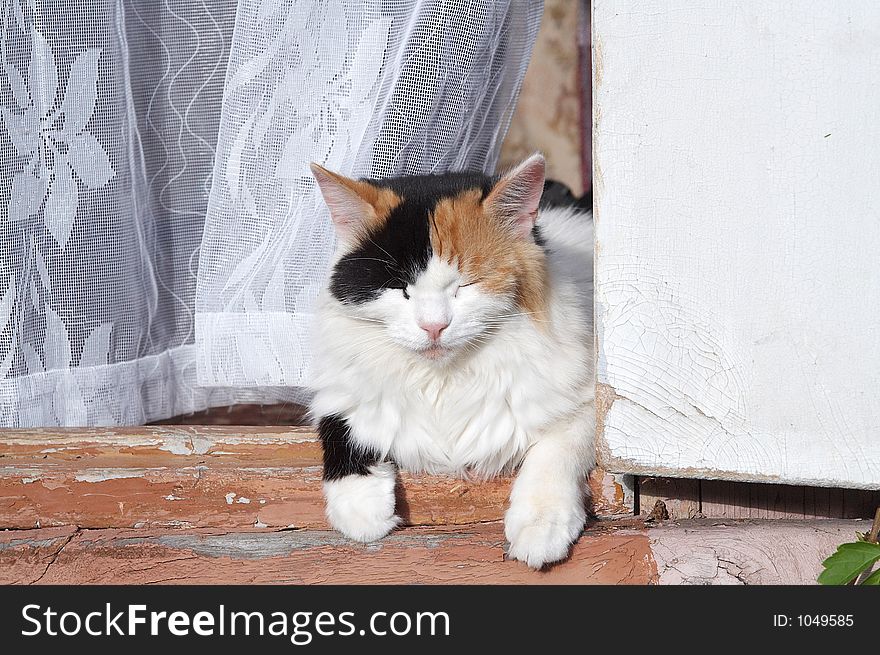 Cat lie on the porch. Cat lie on the porch